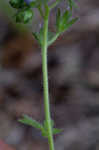 Fuzzy phacelia